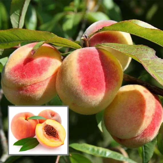 Sharbati Peach Grafted Fruit Live Plant