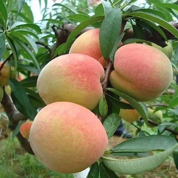 Sharbati Peach Grafted Fruit Live Plant