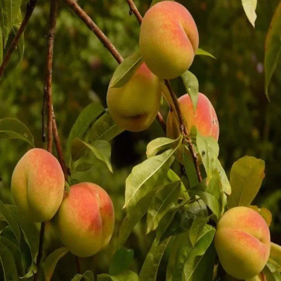 Sharbati Peach Grafted Fruit Live Plant