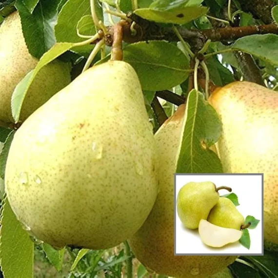 Babugosha Pear Pyrus Communis Nashpati Layering/Grafted Fruit Live Plant