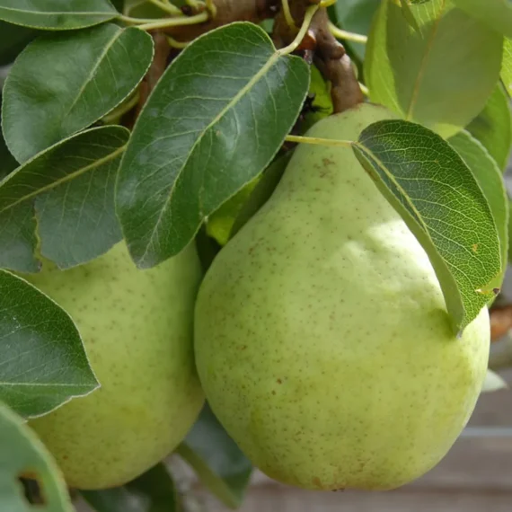 Babugosha Pear Pyrus Communis Nashpati Layering/Grafted Fruit Live Plant