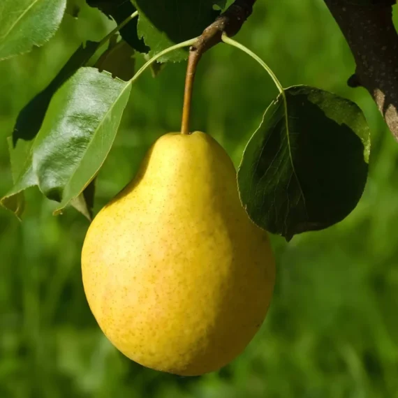 Babugosha Pear Pyrus Communis Nashpati Layering/Grafted Fruit Live Plant