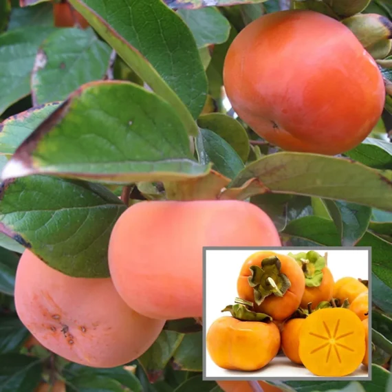 Fuyu Persimmon Grafted Fruit Live Plant