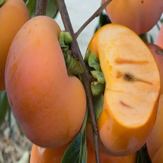 Fuyu Persimmon Grafted Fruit Live Plant