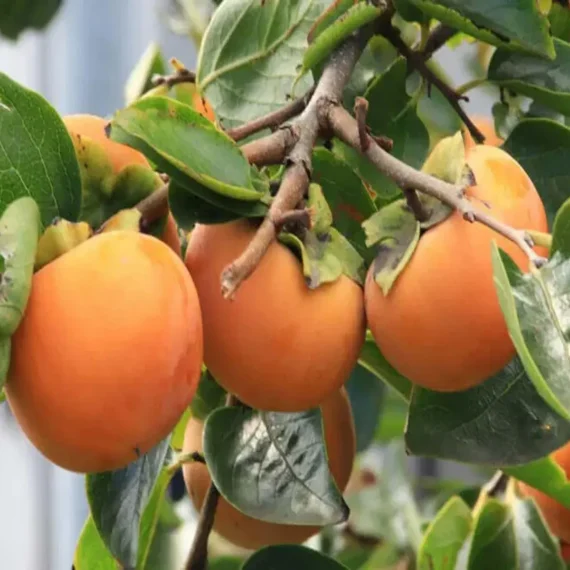 Fuyu Persimmon Grafted Fruit Live Plant