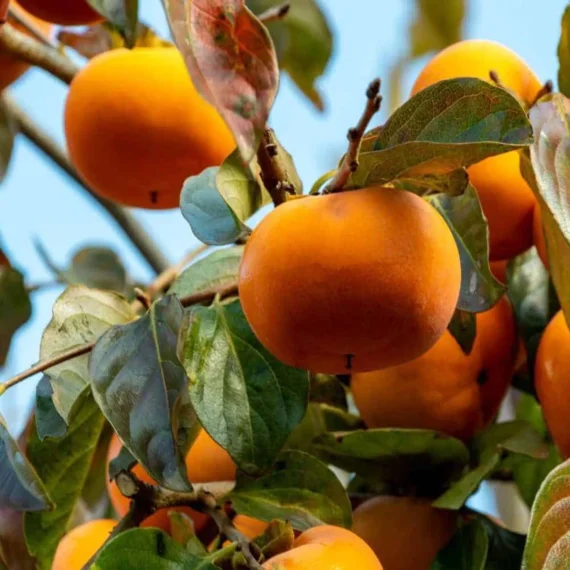 Fuyu Persimmon Grafted Fruit Live Plant