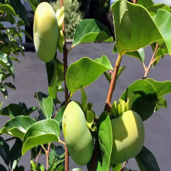 Fuyu Persimmon Grafted Fruit Live Plant