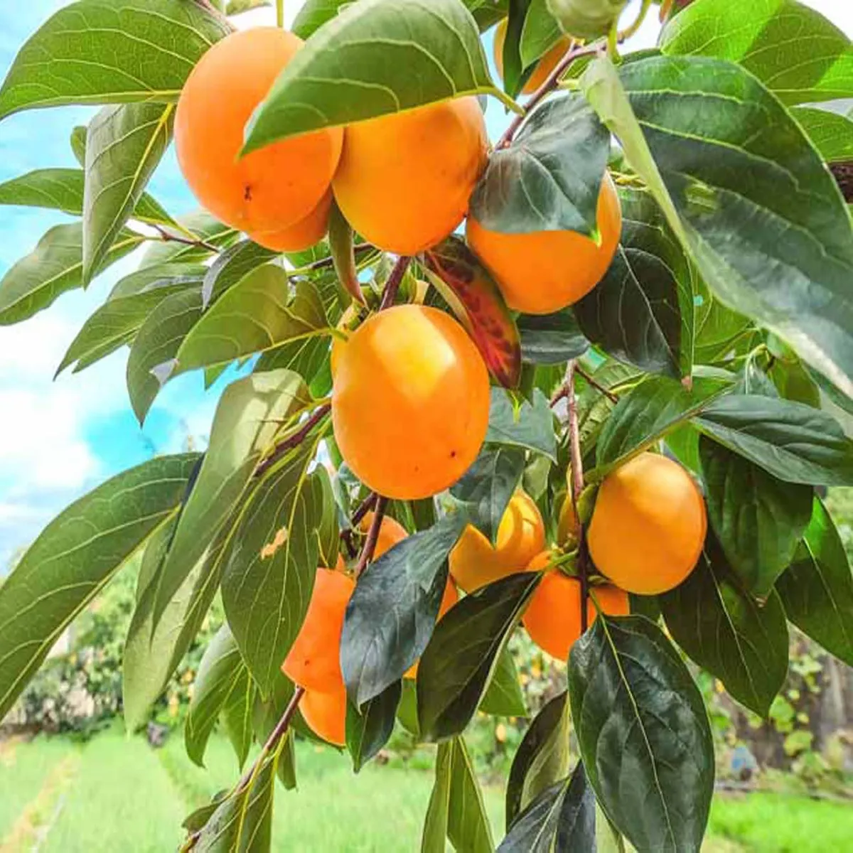 Eureka Persimmon Grafted Fruit Live Plant - Image 5