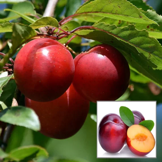 Red Plum Aloo Bukhara Layering/Grafted Fruit Live Plant