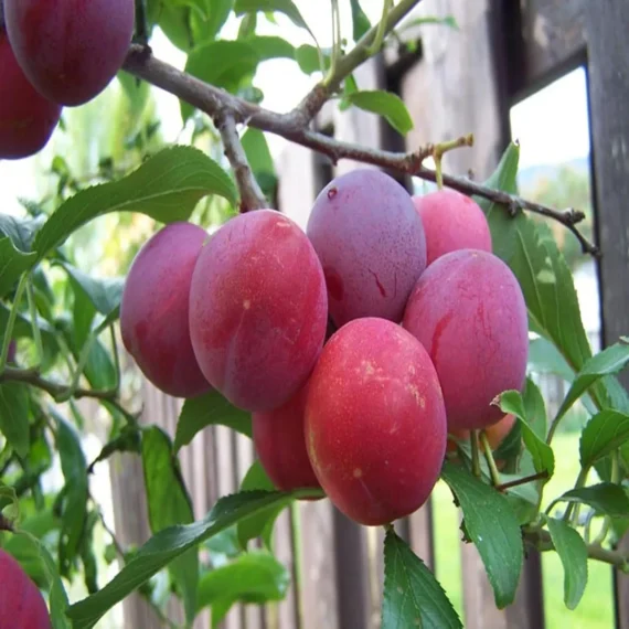 Red Plum Aloo Bukhara Layering/Grafted Fruit Live Plant