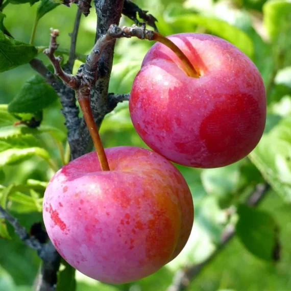 Red Plum Aloo Bukhara Layering/Grafted Fruit Live Plant