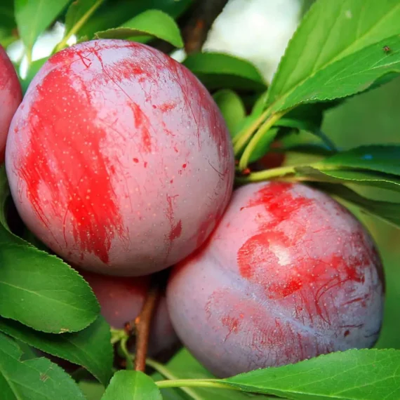 Red Plum Aloo Bukhara Layering/Grafted Fruit Live Plant