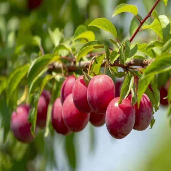 Red Plum Aloo Bukhara Layering/Grafted Fruit Live Plant