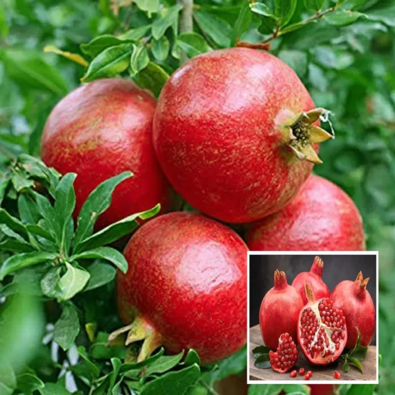 Super Bhagwa Pomegranate Anar Layering/Grafted Fruit Live Plant