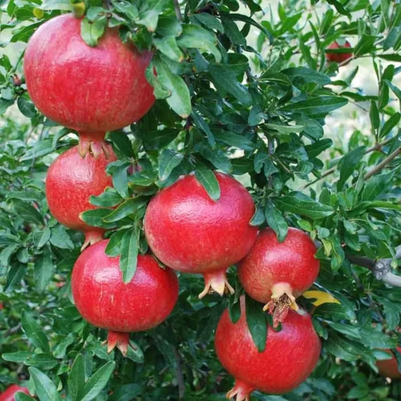 Super Bhagwa Pomegranate Anar Layering/Grafted Fruit Live Plant