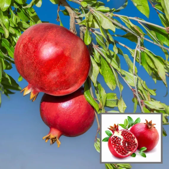 Israeli Rimon Pomegranate Anar Layering/Grafted Fruit Live Plant