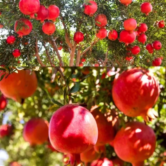 Israeli Rimon Pomegranate Anar Layering/Grafted Fruit Live Plant