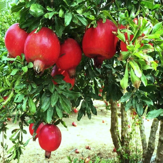 Israeli Rimon Pomegranate Anar Layering/Grafted Fruit Live Plant