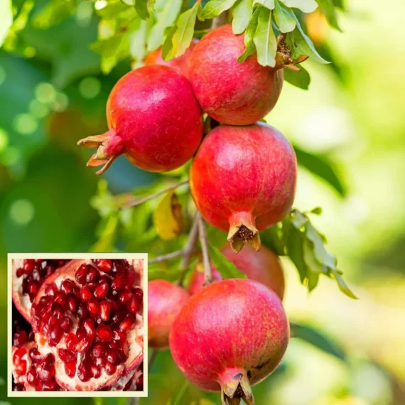 Gm2 Pomegranate Anar Layering/Grafted Fruit Live Plant