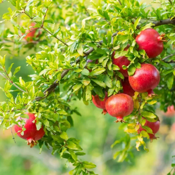 Gm2 Pomegranate Anar Layering/Grafted Fruit Live Plant