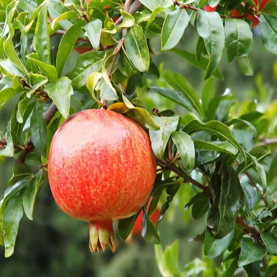 Gm2 Pomegranate Anar Layering/Grafted Fruit Live Plant