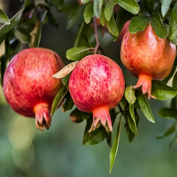 Gm2 Pomegranate Anar Layering/Grafted Fruit Live Plant