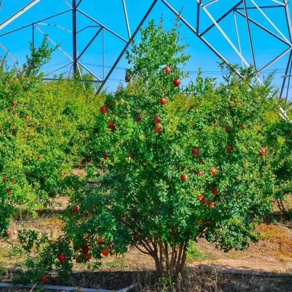 Gm2 Pomegranate Anar Layering/Grafted Fruit Live Plant