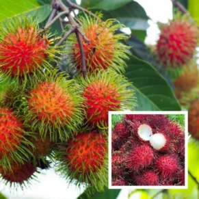 N18 Rambutan Grafted Fruit Live Plant