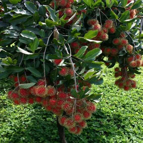 N18 Rambutan Grafted Fruit Live Plant