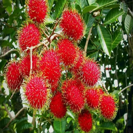 N18 Rambutan Grafted Fruit Live Plant