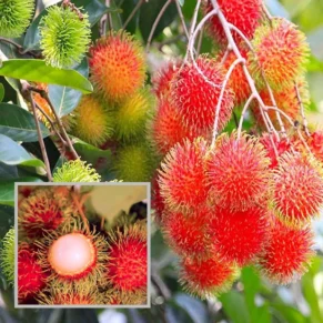 KGIO Rambutan Crafted Fruit Live Plant