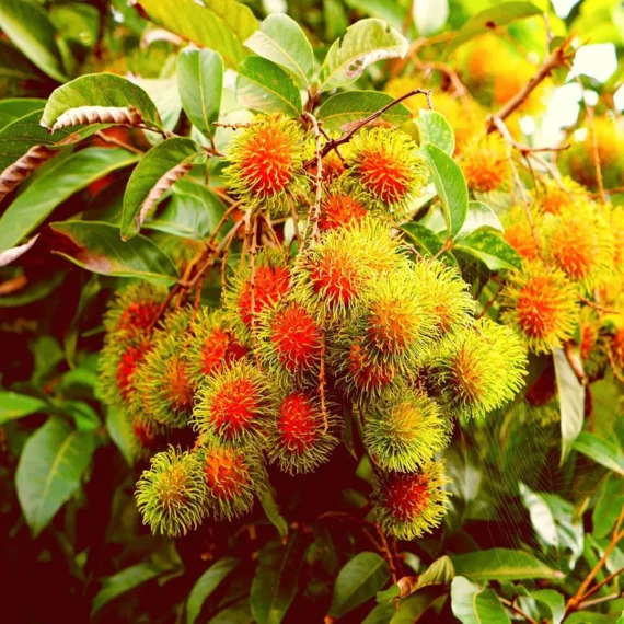 Schoolboy Rambutan Grafted Fruit Live Plant