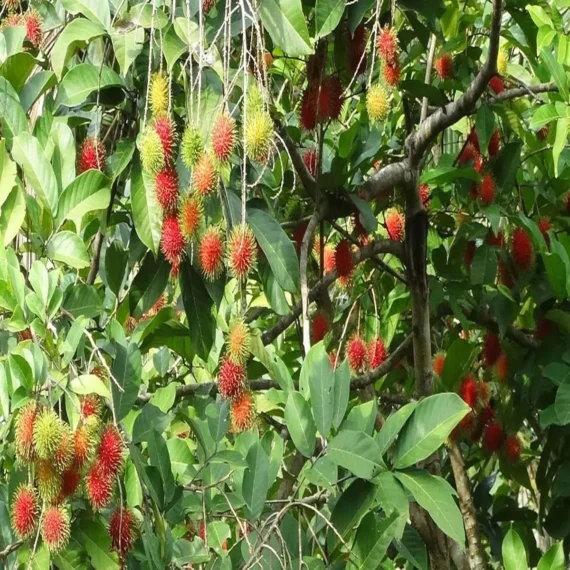 Schoolboy Rambutan Grafted Fruit Live Plant