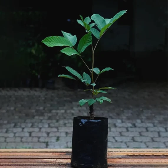 Schoolboy Rambutan Grafted Fruit Live Plant