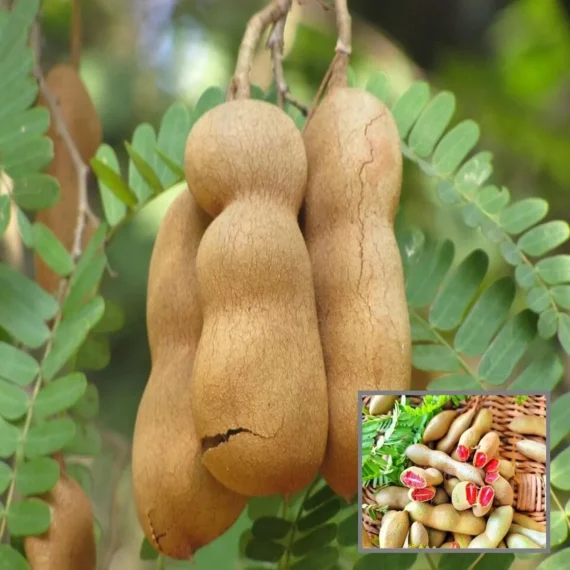 Red Sweet Tamarind Imli Grafted Fruit Live Plant (1.5-3 Feet Height)