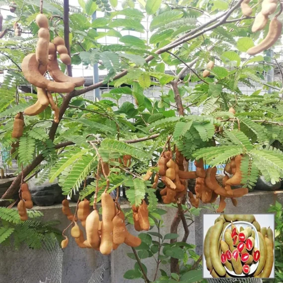 Red Sweet Tamarind Imli Grafted Fruit Live Plant (1.5-3 Feet Height)