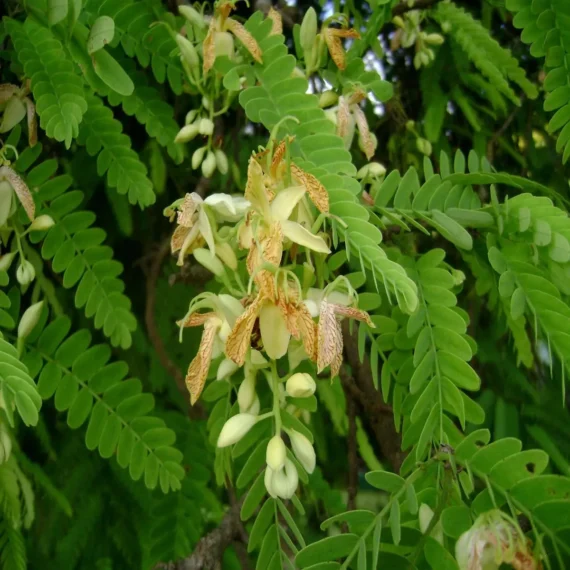 Red Sweet Tamarind Imli Grafted Fruit Live Plant (1.5-3 Feet Height)