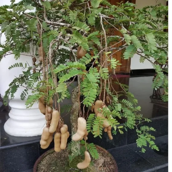 Red Sweet Tamarind Imli Grafted Fruit Live Plant (1.5-3 Feet Height)