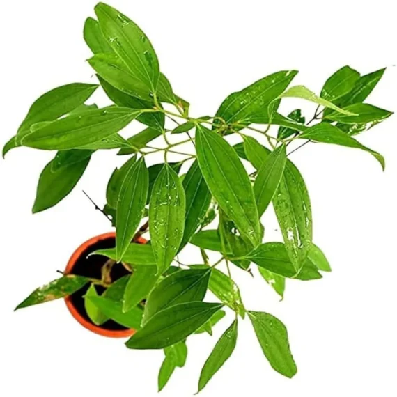 Tej Patta Indian Bay Leaf Spice Live Plant