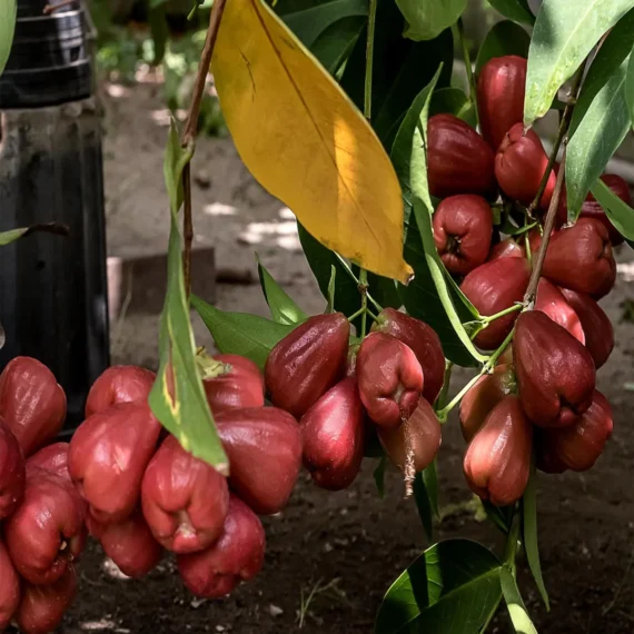 Missile Wax Apple Water Layering/Grafted Fruit Live Plant