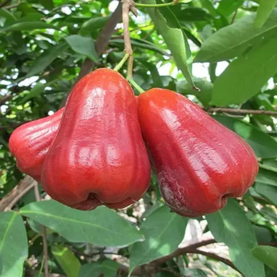 Missile Wax Apple Water Layering/Grafted Fruit Live Plant