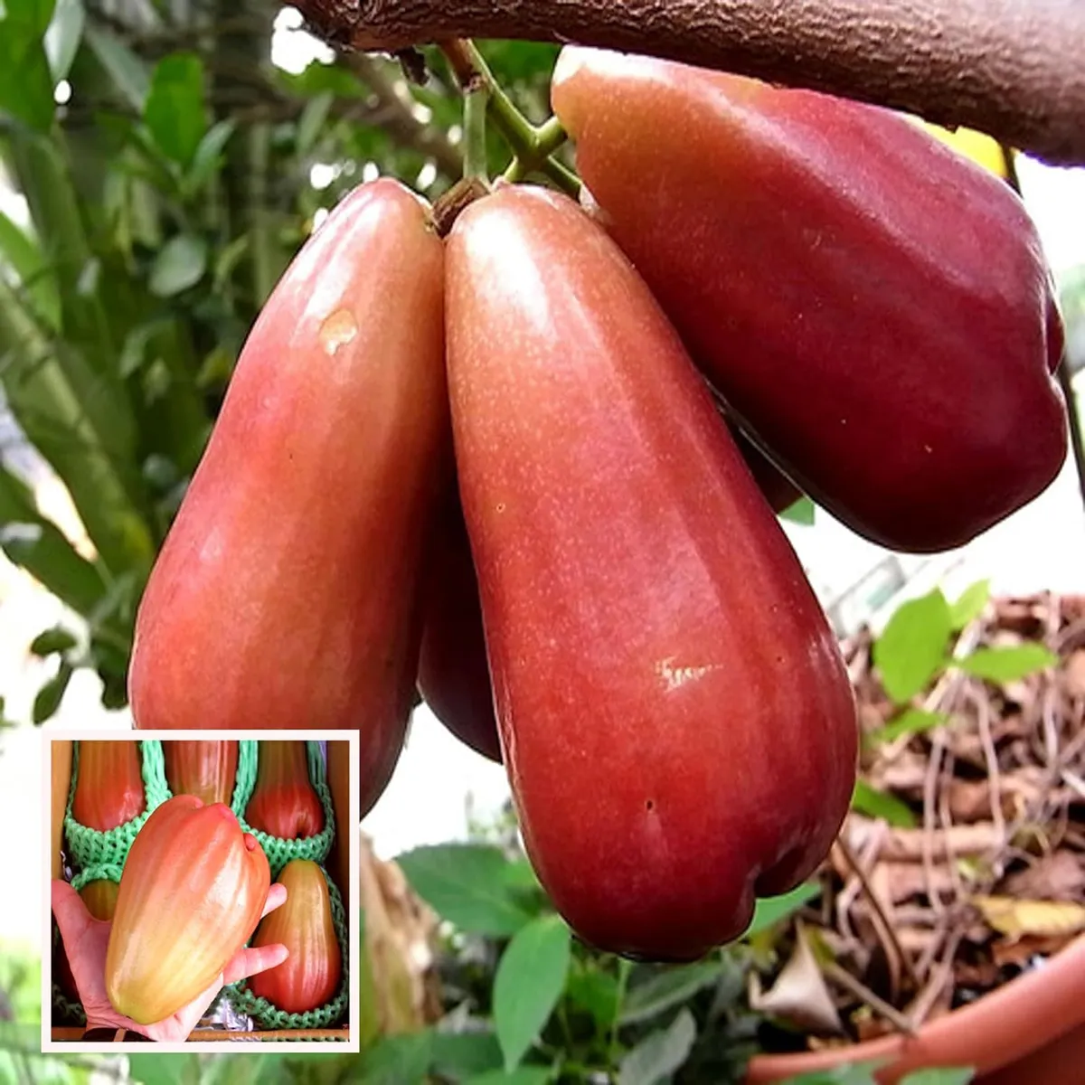 Jambu King Kong Wax Apple Water Layering/Grafted Fruit Live Plant