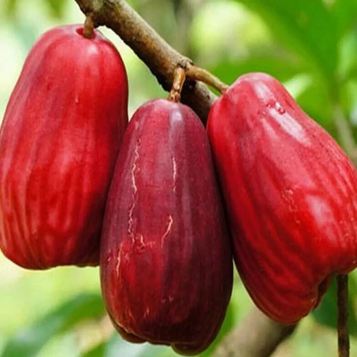 Jambu King Kong Wax Apple Water Layering/Grafted Fruit Live Plant - Image 2