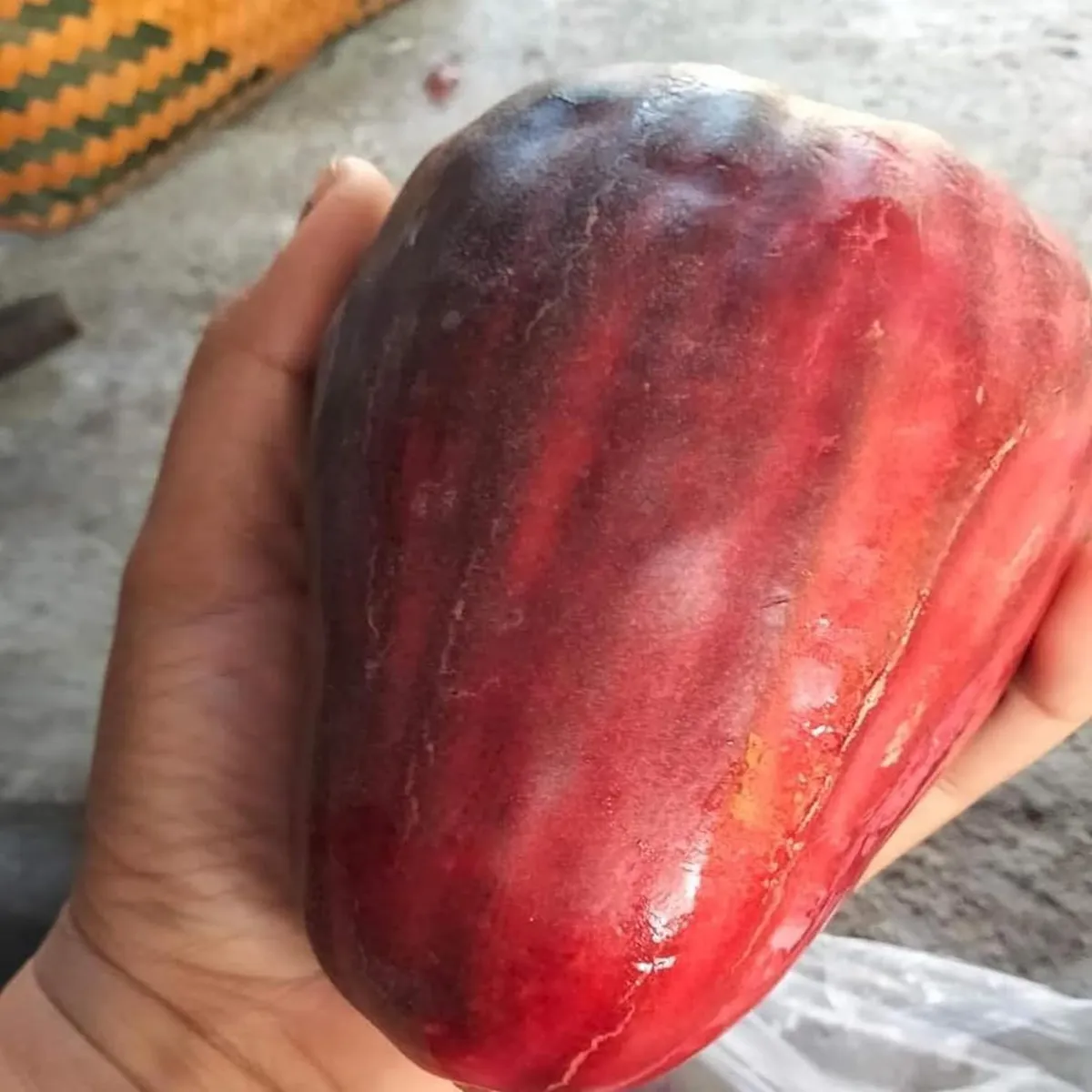 Jambu King Kong Wax Apple Water Layering/Grafted Fruit Live Plant - Image 5