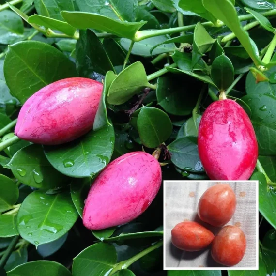 Thai Sweet Karonda Carissa Carandas Cherry, Koromcha Live Plant