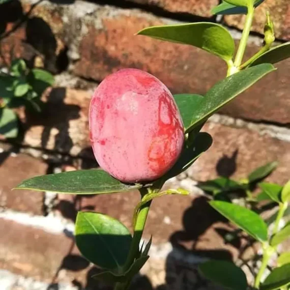 Thai Sweet Karonda Carissa Carandas Cherry, Koromcha Live Plant