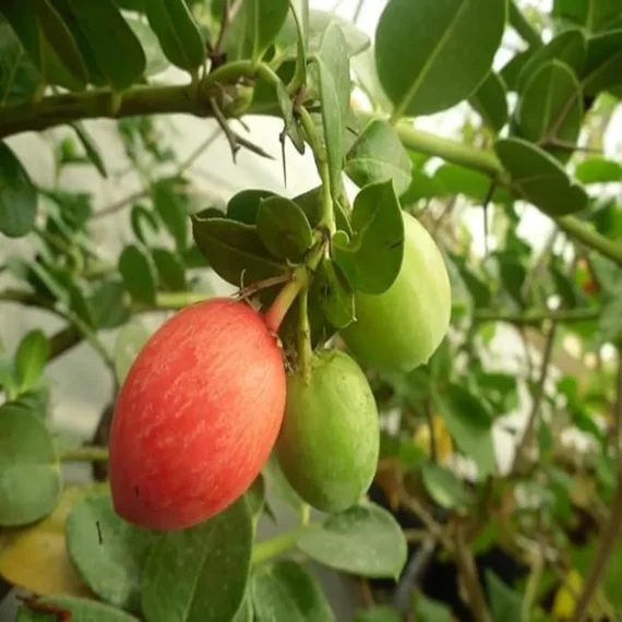 Thai Sweet Karonda Carissa Carandas Cherry, Koromcha Live Plant