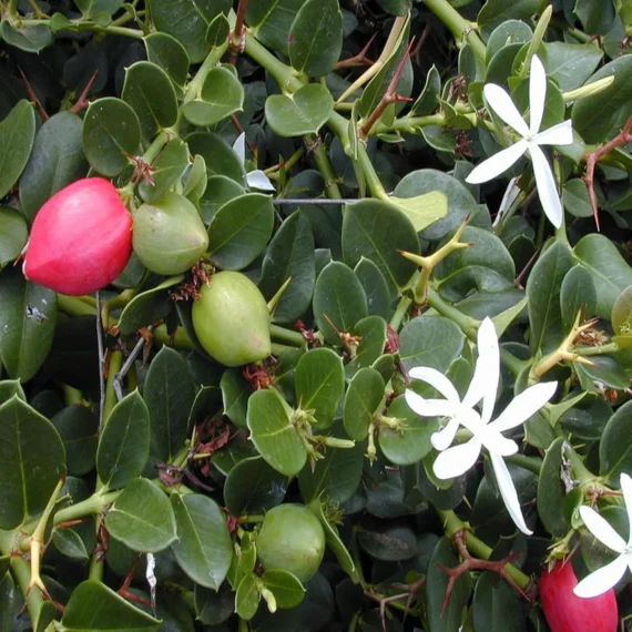 Thai Sweet Karonda Carissa Carandas Cherry, Koromcha Live Plant