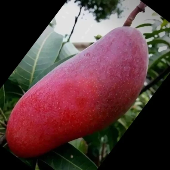 Xi Shi 11 Shi Mango Aam Grafted Fruit Live Plant