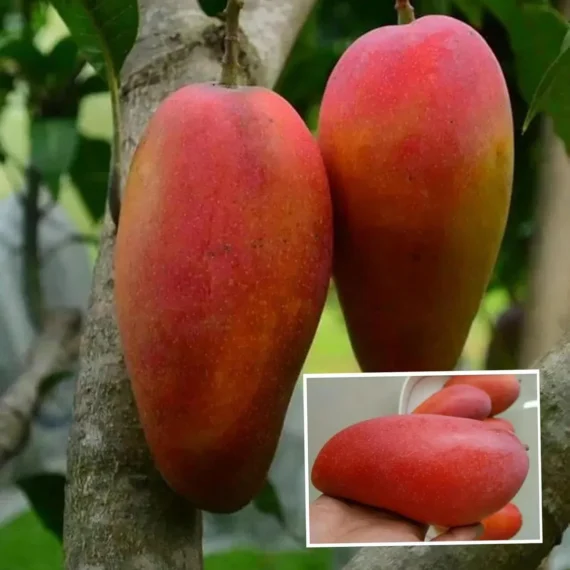 Xi Shi 11 Shi Mango Aam Grafted Fruit Live Plant